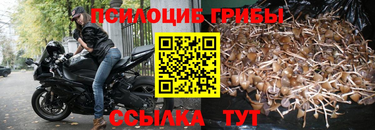 Псилоцибиновые грибы Cubensis  Богородск 
